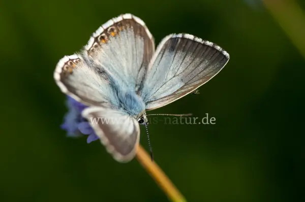 Fokus-Natur Bild