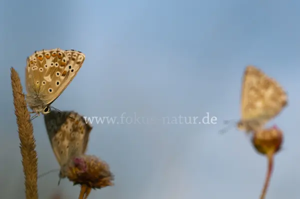 Fokus-Natur Bild