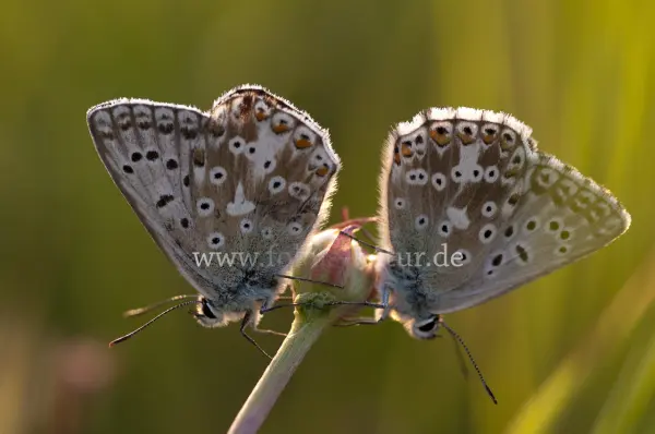 Fokus-Natur Bild
