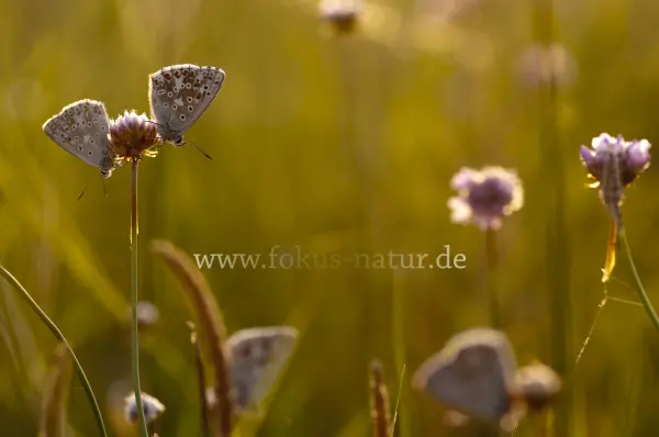 Fokus-Natur Bild