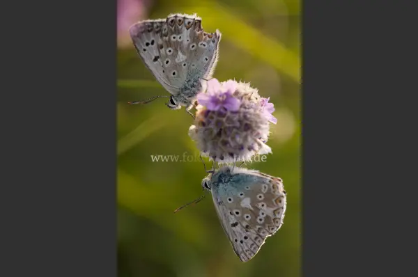 Fokus-Natur Bild