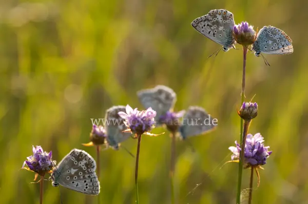 Fokus-Natur Bild