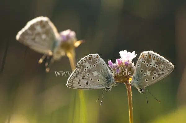 Fokus-Natur Bild