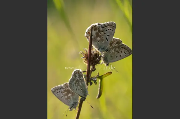 Fokus-Natur Bild