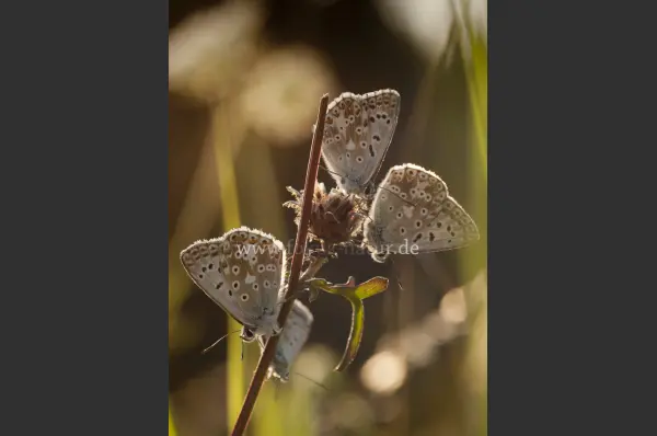 Fokus-Natur Bild