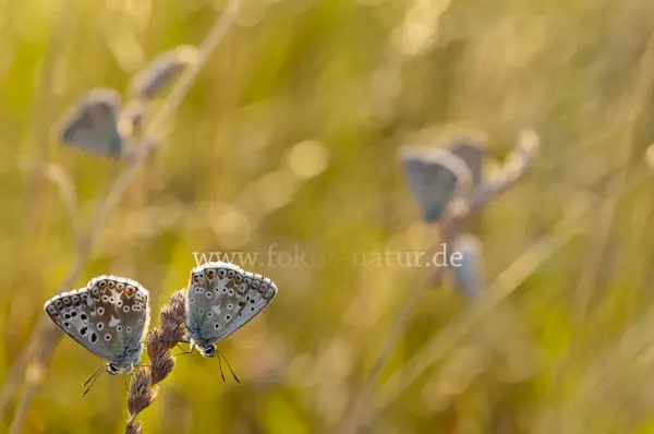 Fokus-Natur Bild