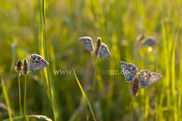 Fokus-Natur Bild