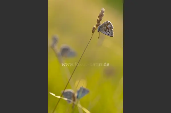Fokus-Natur Bild
