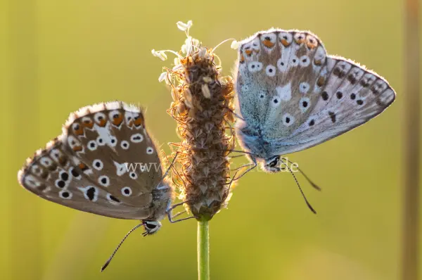Fokus-Natur Bild