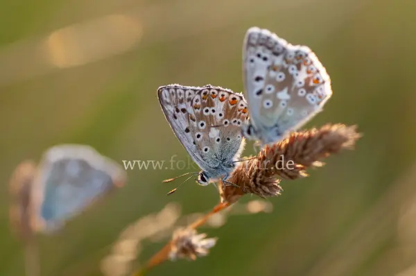 Fokus-Natur Bild