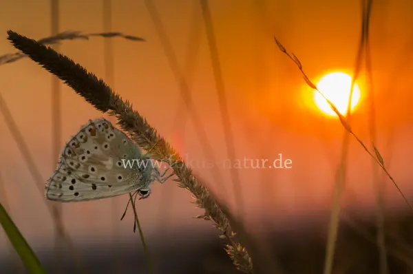 Fokus-Natur Bild