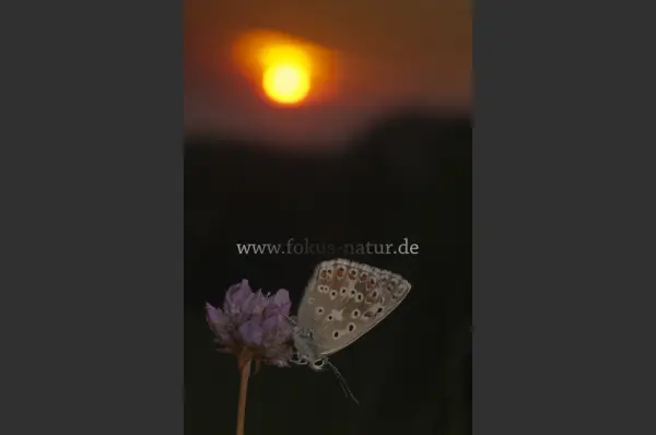 Fokus-Natur Bild