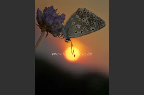 Fokus-Natur Bild