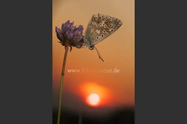 Fokus-Natur Bild