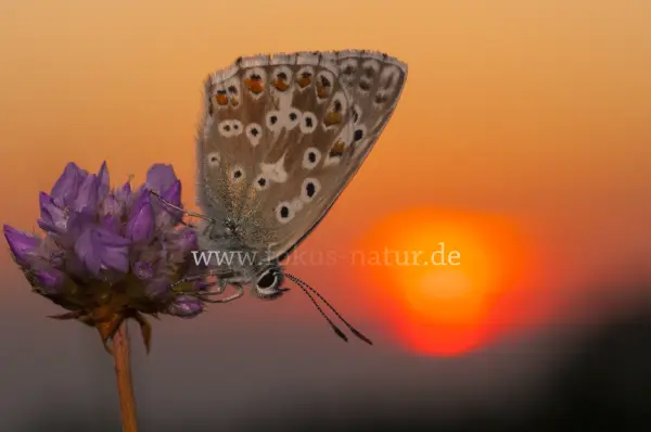 Fokus-Natur Bild