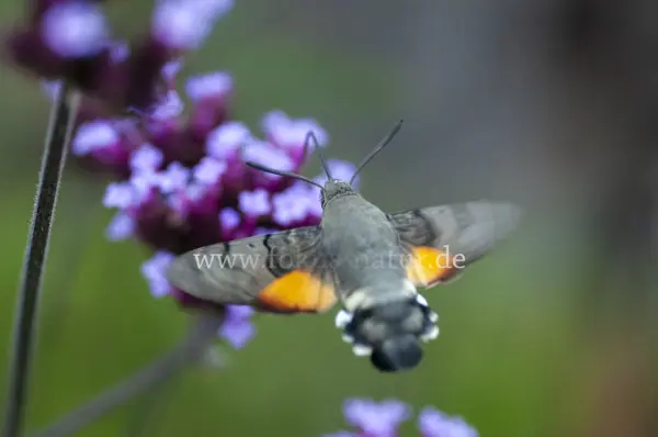 Fokus-Natur Bild