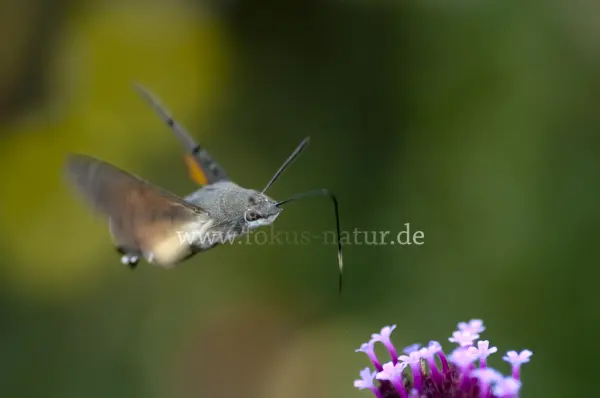 Fokus-Natur Bild