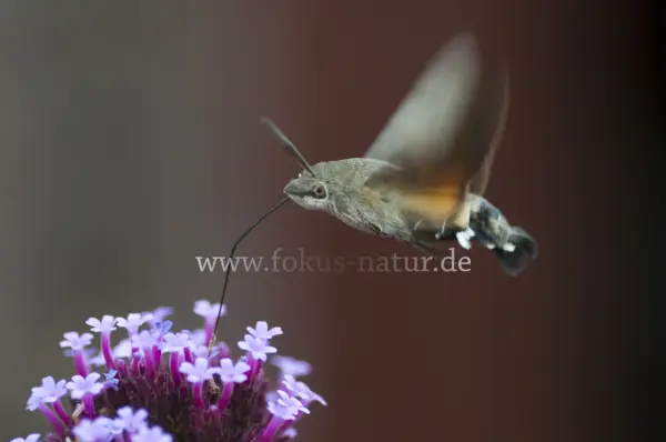 Fokus-Natur Bild