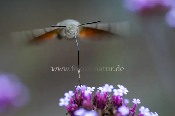 Fokus-Natur Bild