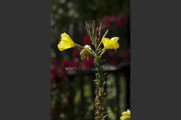 Fokus-Natur Bild