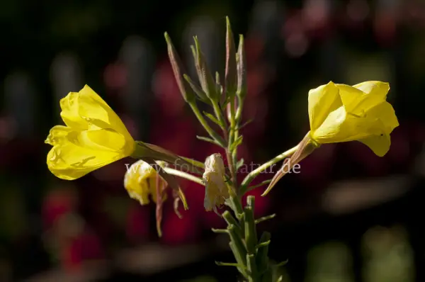 Fokus-Natur Bild