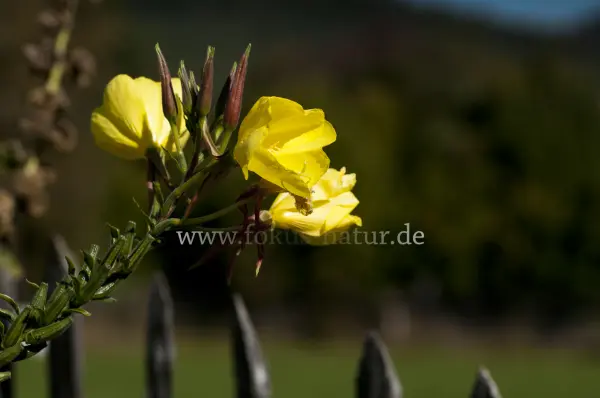 Fokus-Natur Bild