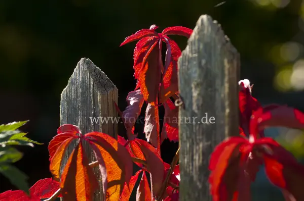 Fokus-Natur Bild