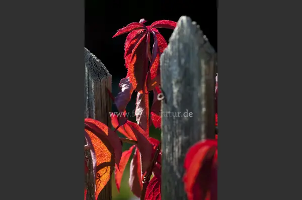 Fokus-Natur Bild