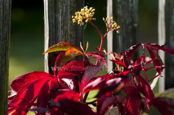 Fokus-Natur Bild