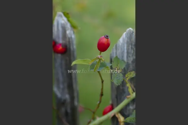 Fokus-Natur Bild