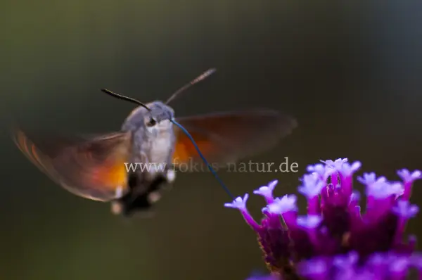 Fokus-Natur Bild