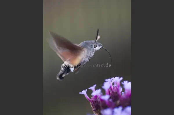Fokus-Natur Bild