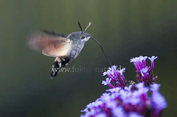Fokus-Natur Bild