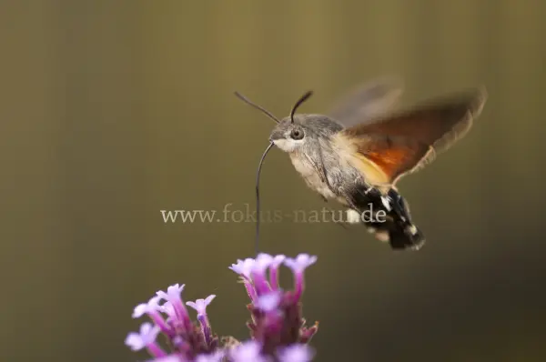 Fokus-Natur Bild