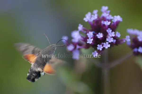 Fokus-Natur Bild
