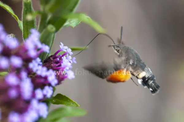 Fokus-Natur Bild