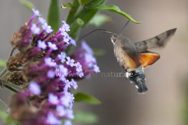 Fokus-Natur Bild