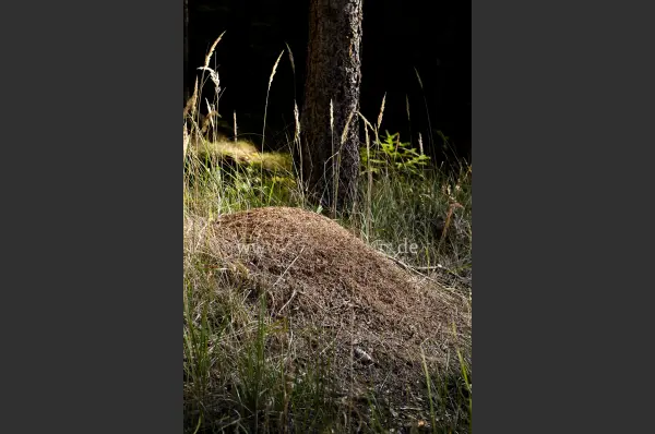 Fokus-Natur Bild