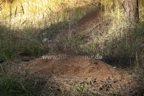 Fokus-Natur Bild
