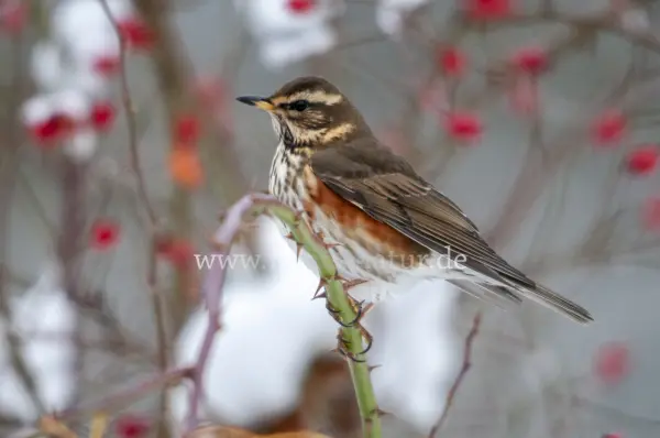 Fokus-Natur Bild
