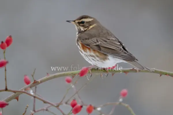 Fokus-Natur Bild