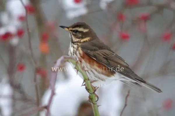 Fokus-Natur Bild