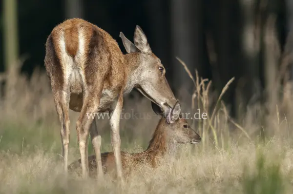 Fokus-Natur Bild