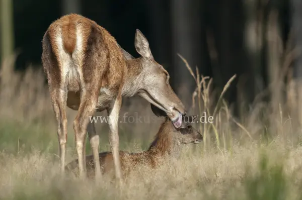 Fokus-Natur Bild