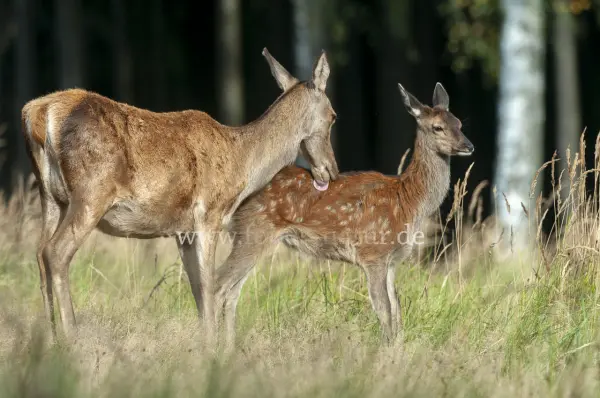 Fokus-Natur Bild