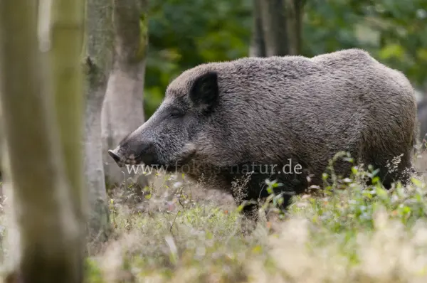 Fokus-Natur Bild
