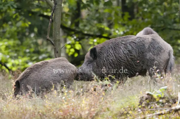 Fokus-Natur Bild