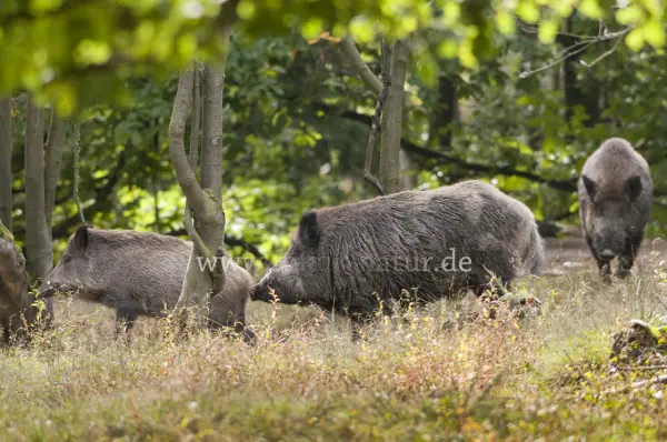 Fokus-Natur Bild