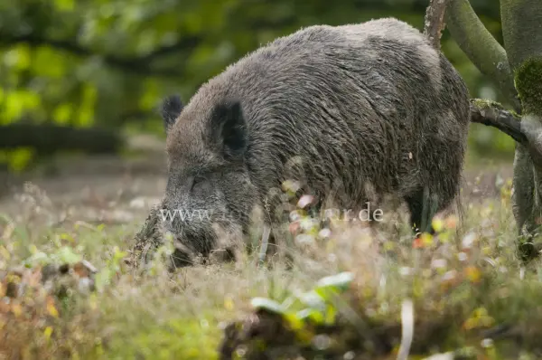 Fokus-Natur Bild