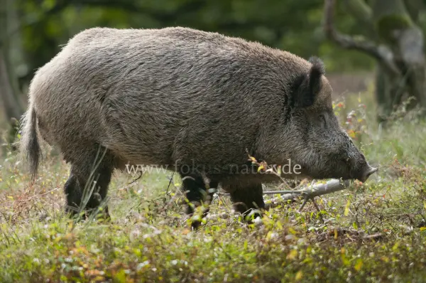 Fokus-Natur Bild